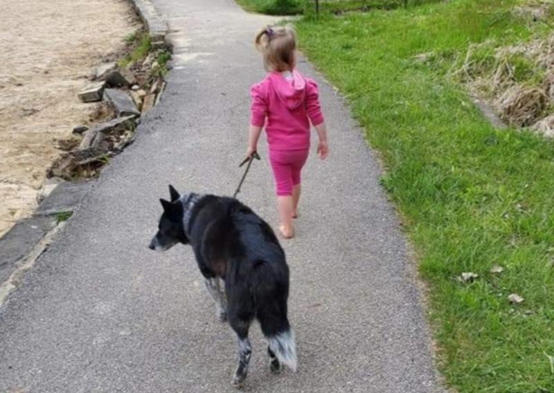 Animal Hospital Inc Willoughby Hills veterinarians